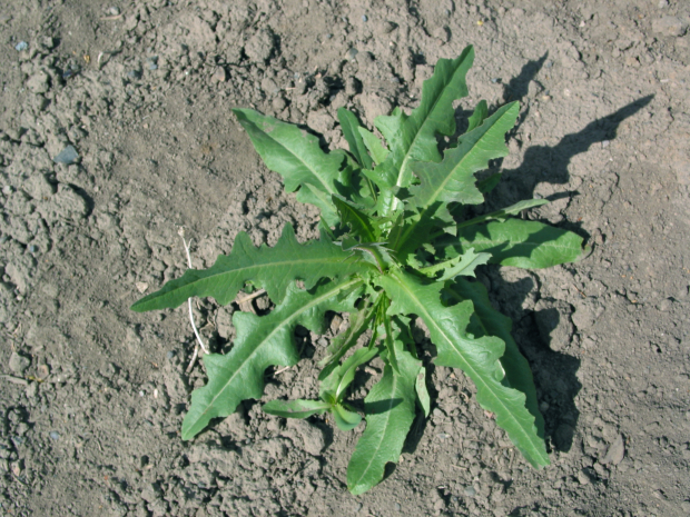 prickly lettuce, compass plant (Lactuca serriola ) 